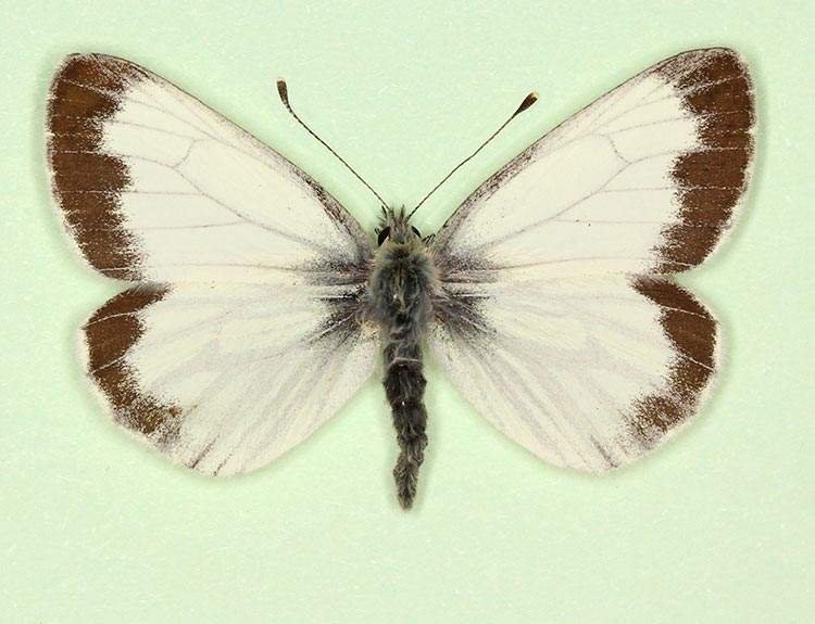 Pieris napi male (aberrant form funebris 2) (Internet Image property of respective owner, non-commercial use only)